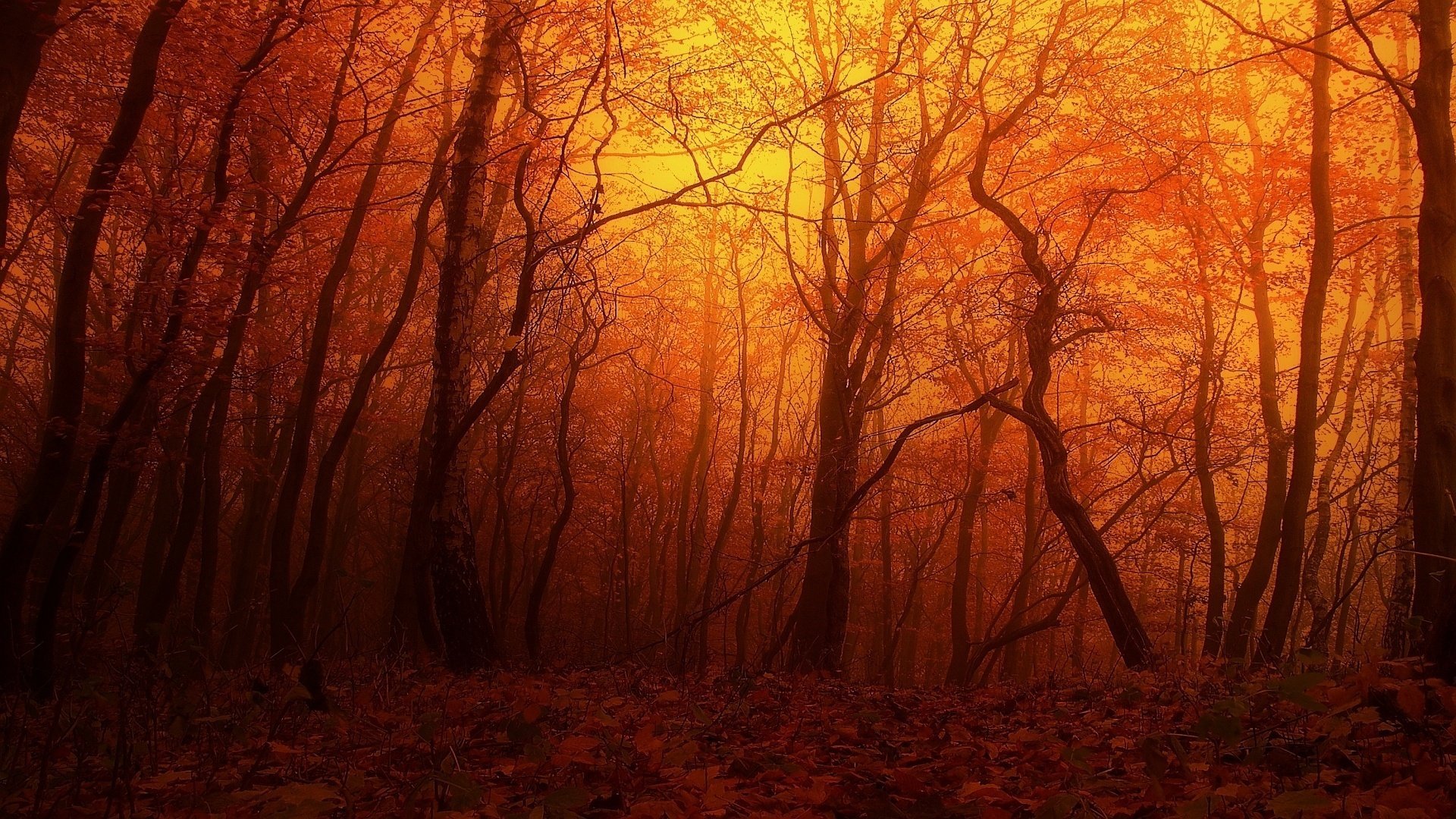 wald rot sonnenuntergang herbst bäume natur