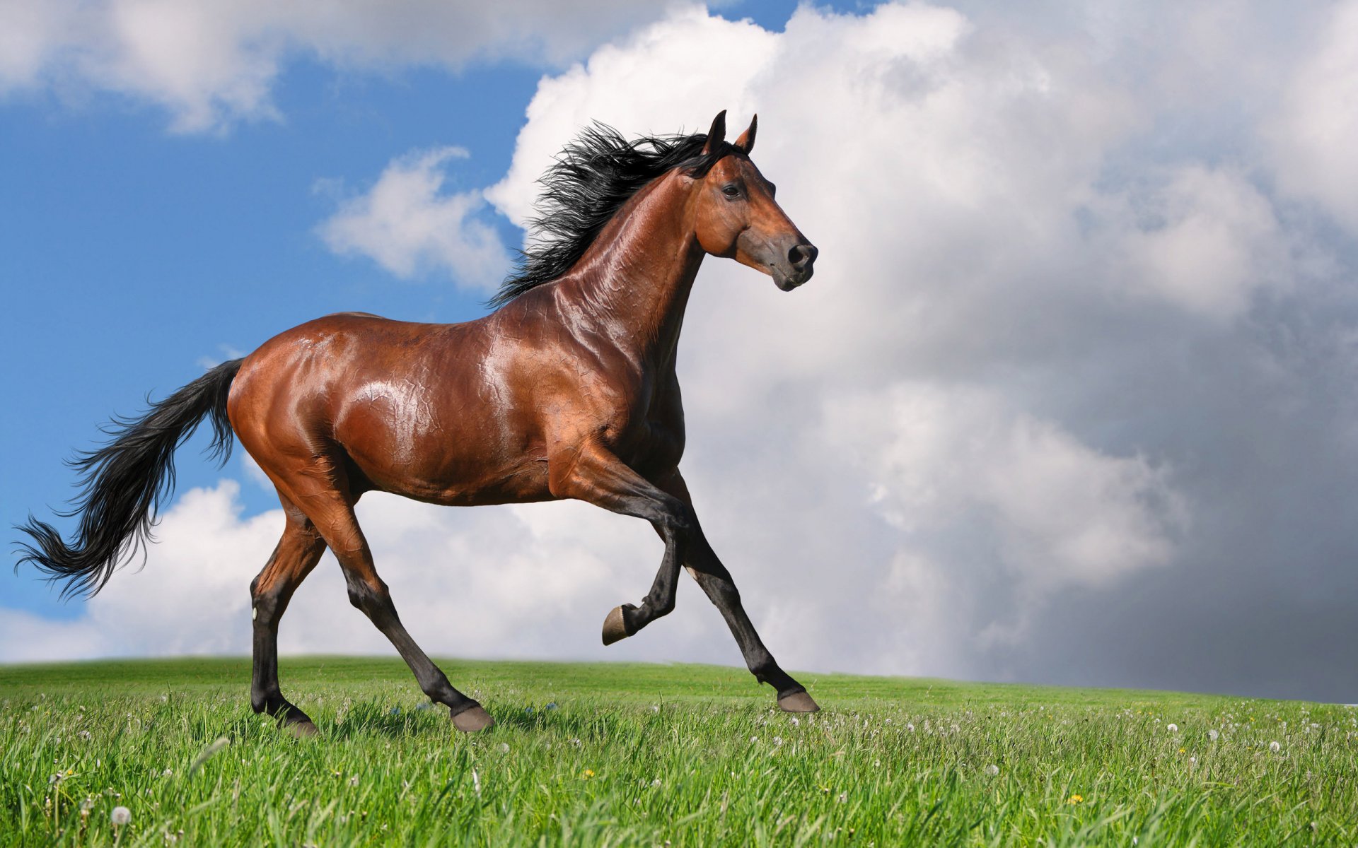 horse horse bay photo summer running strength movement mane earth field sky clouds animals horses ungulate