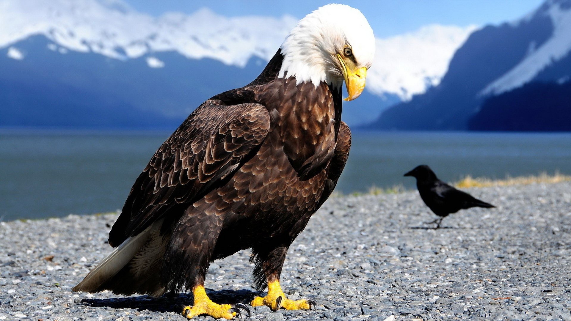 birds feathers claws focus beak size eagle crow stones mountains sea snow pride look animals bird