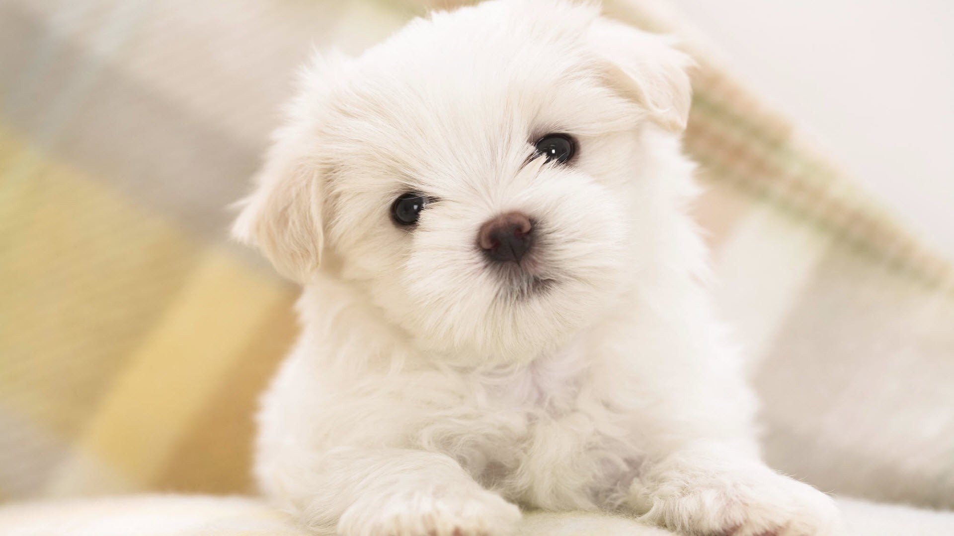 welpe tapete niedlich blick augen auslauf foto tiere hunde schnauze