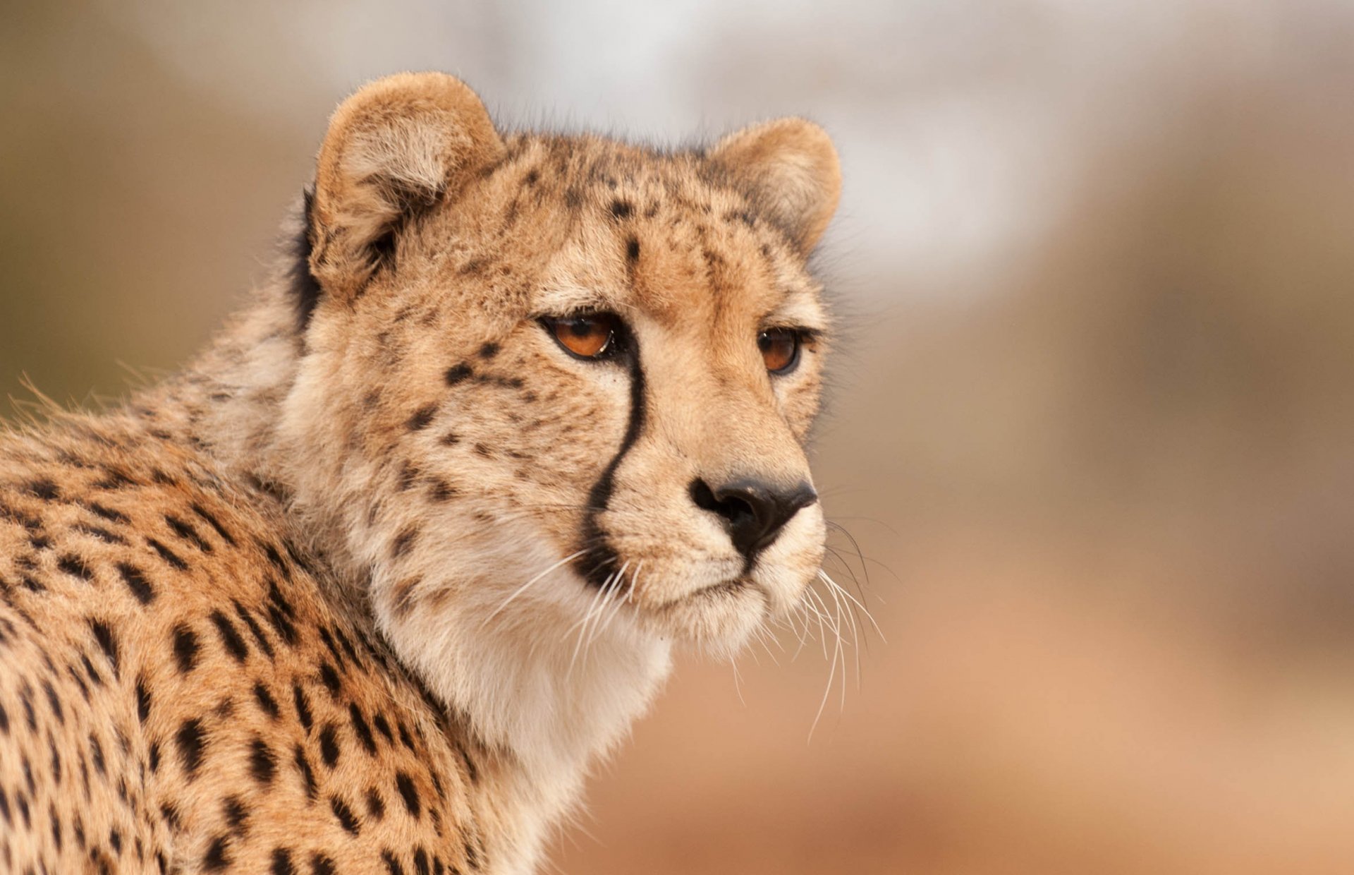 gepard schnauze schaut blick augen raubtier warmer hintergrund raubtiere tiere katzen makro