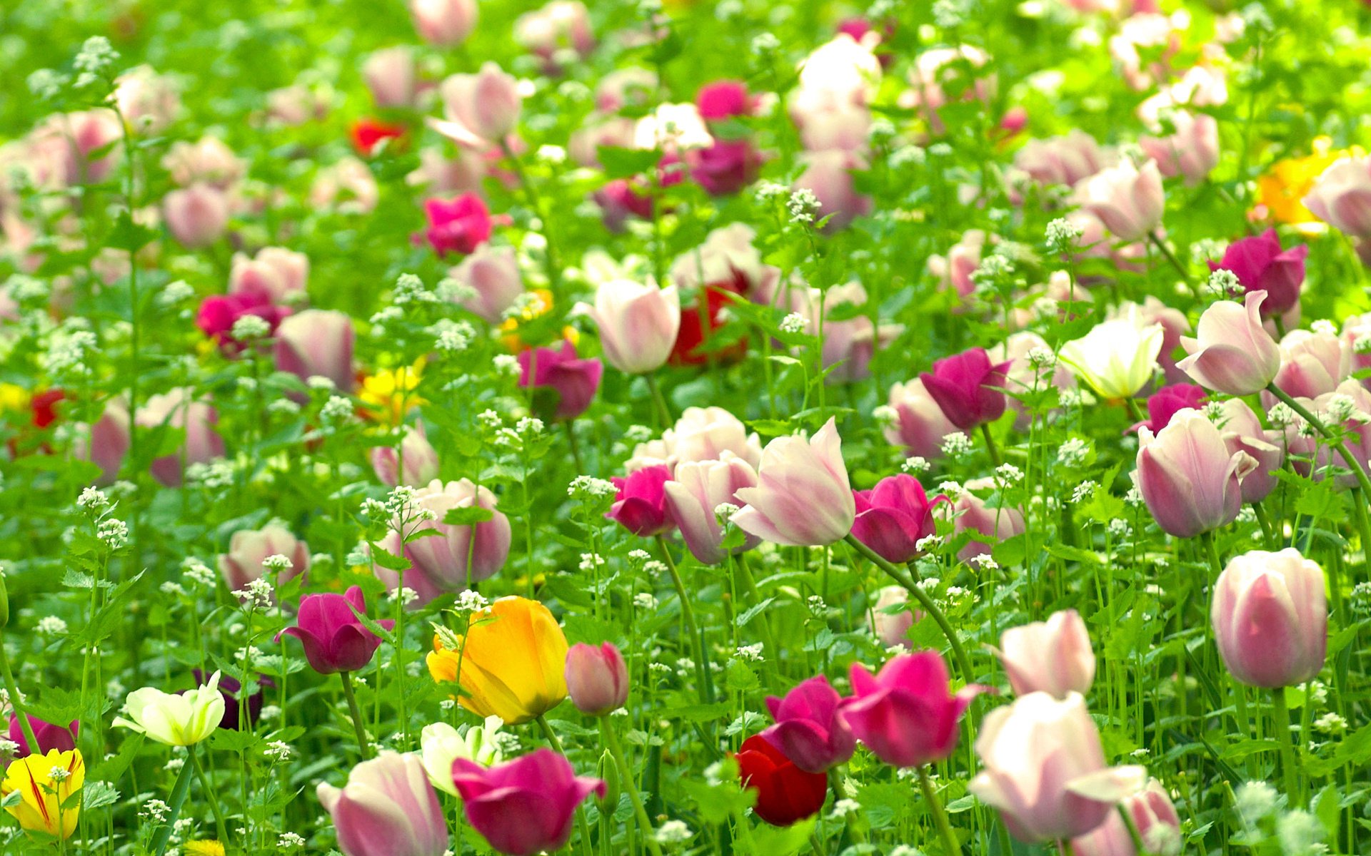 tulips flowers plants field nature spring field of flower