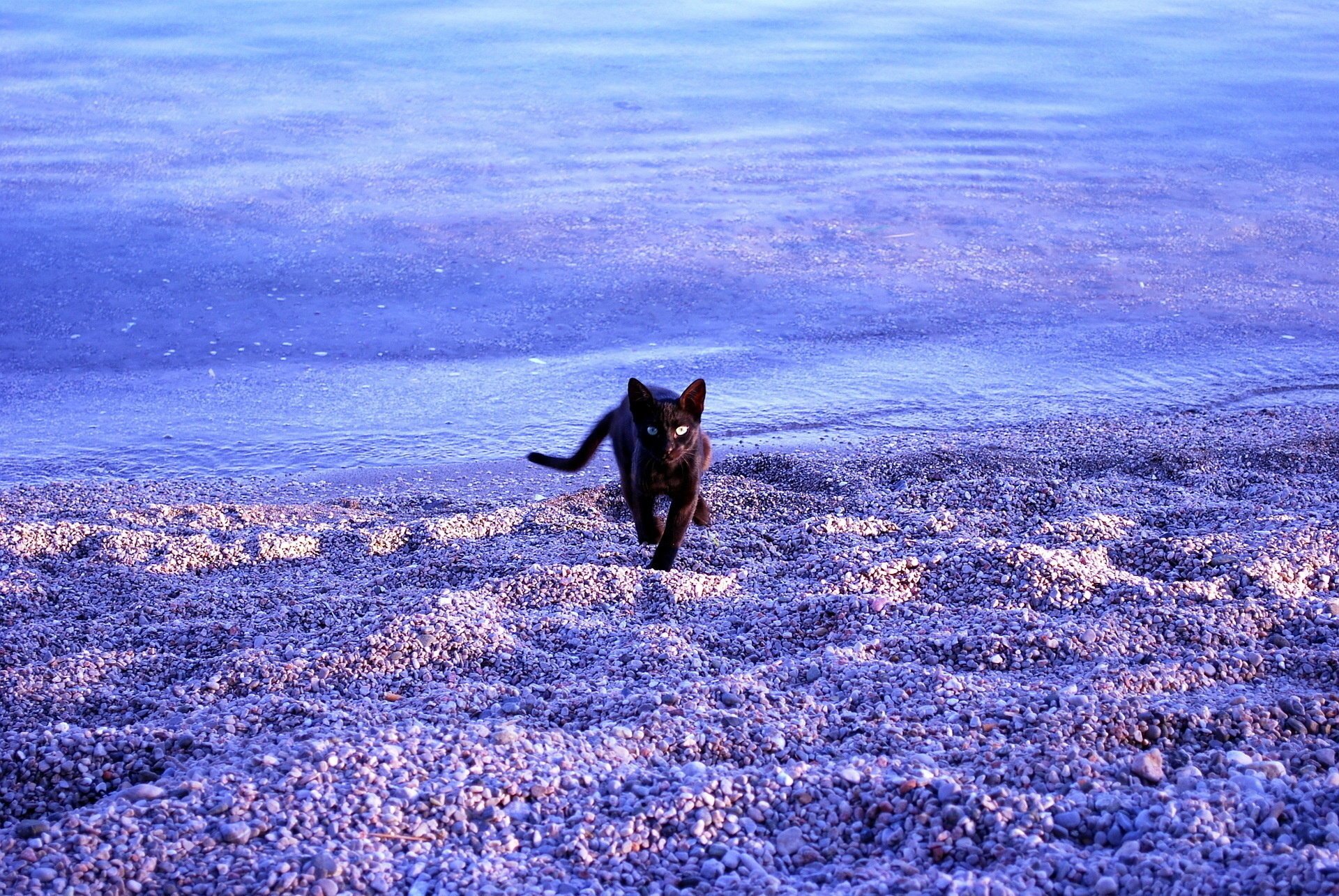 katze strand meer steine wasser schwarze katze tiere katzen