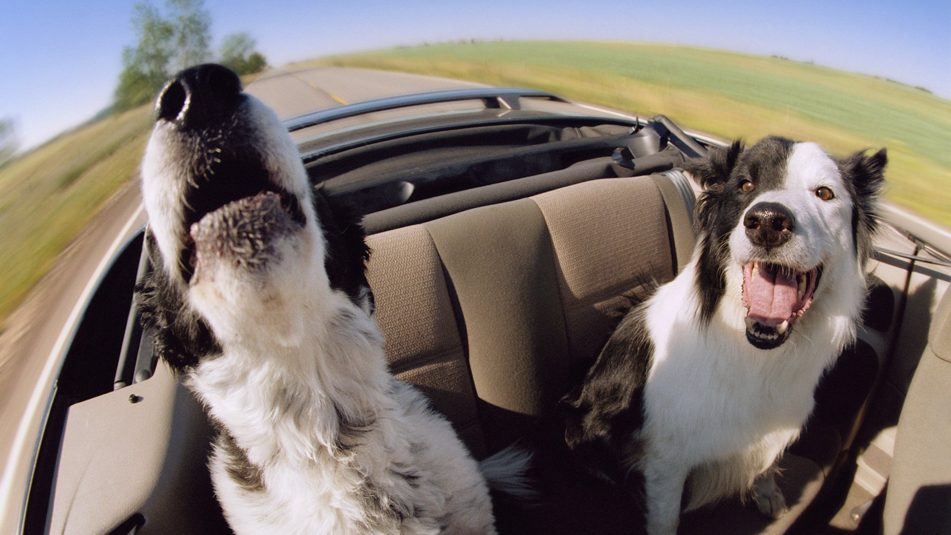 machine happiness speed dogs face nose two dogs animal