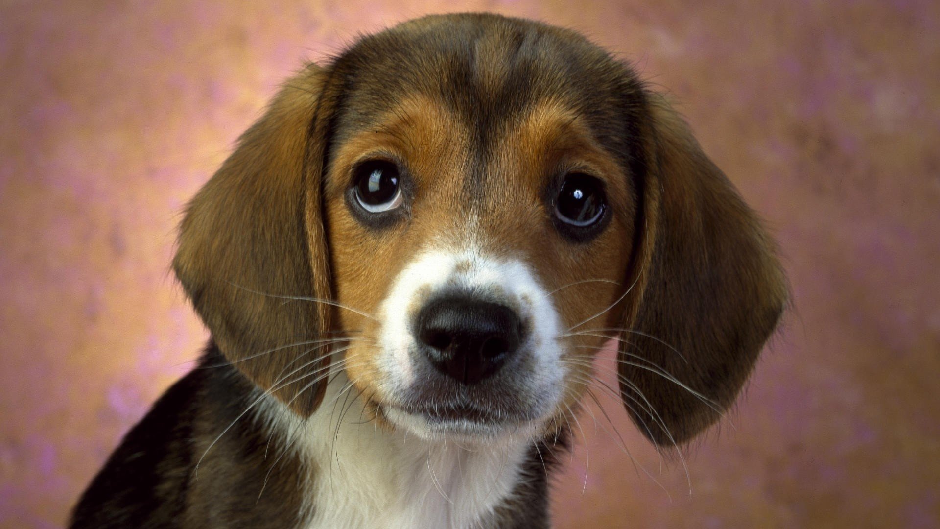 vista cachorro fondo de pantalla hocico bigote macro perro devoción amigo lealtad ojos perros animales