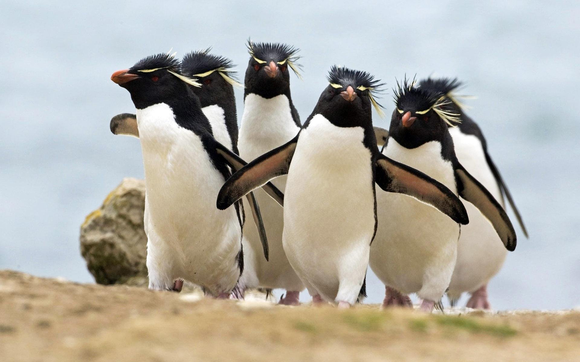 crested penguins penguins birds animal