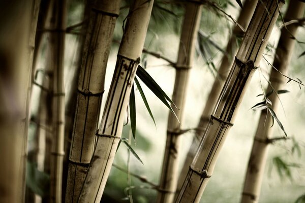 Qué increíble es la naturaleza del bosque de bambú