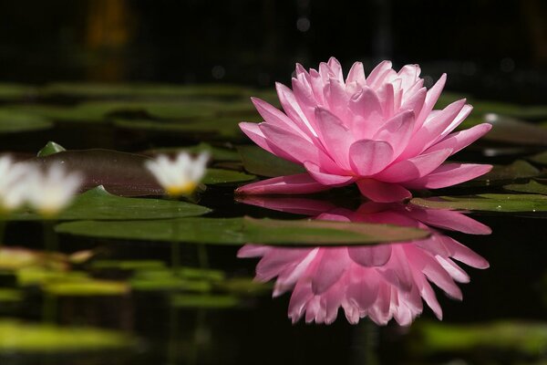 Die Natur. Blumen im Teich. Rosa und weiße Lotusblumen im Teich