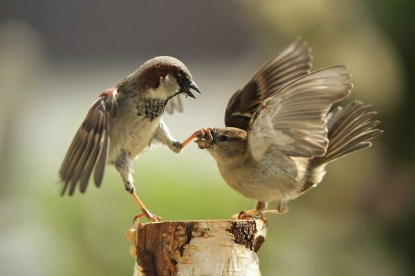 Sparrows play on a birch stump