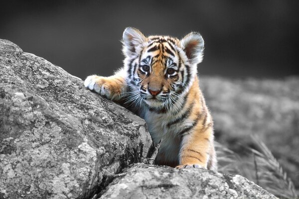 Le tigre apprend la chasse à la pierre