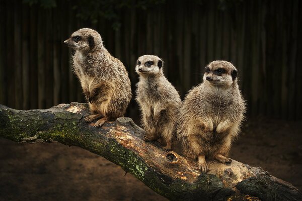 Erdmännchen-Familie sitzt auf einem Baumstamm