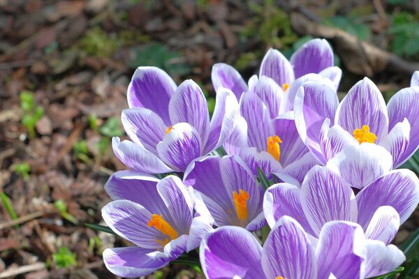 Spring primrose macro, crocuses