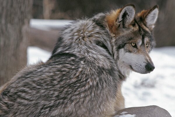 A predatory wolf with a dangerous look in winter