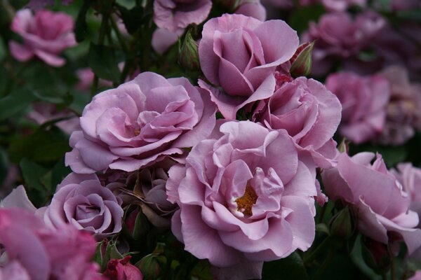 Rose tendre lilas avec des bourgeons