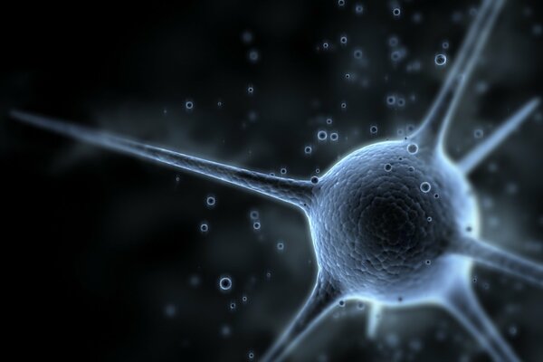 Нейрон как клетка мозга и ее сигнал