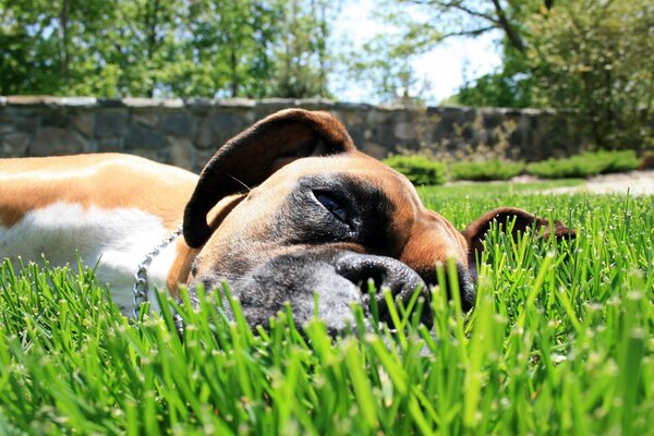 Boxer is lying on the grass on a summer day