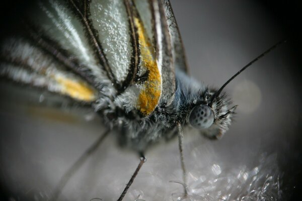 Насекомое бабочка с крыльями и лапами в макро
