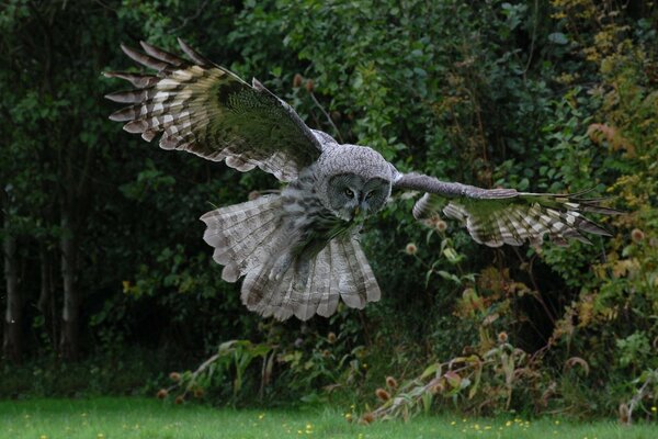 Le hibou a déployé ses ailes en vol