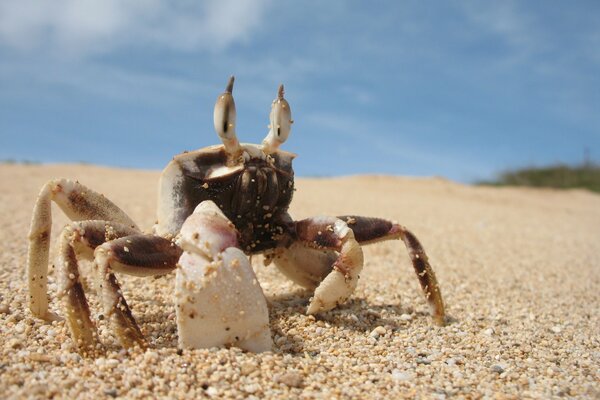 Granchio di fronte all oceano con conchiglia