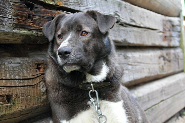 Sad dog on a chain with longing in his eyes