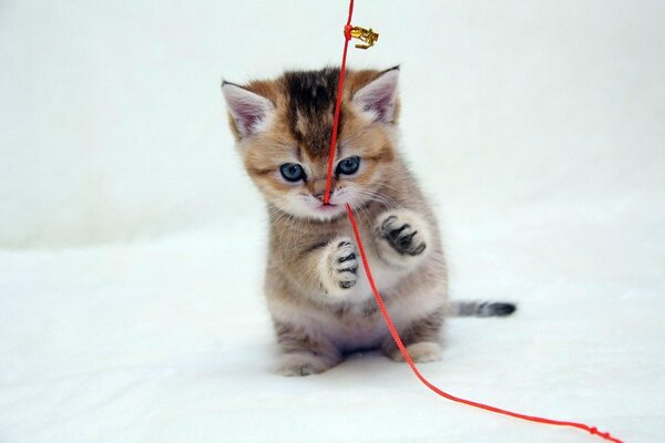A little kitten is playing with a shoelace