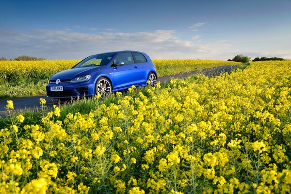 Niebieski volkswagen golf w polu żółtych kolorów