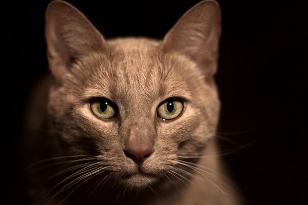 Chat beige sur fond noir