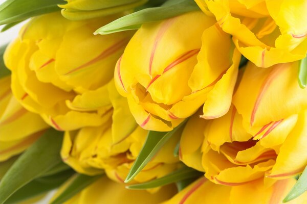 Bouquet of yellow tulips with buds