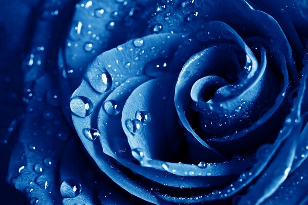 Blue rose after the rain