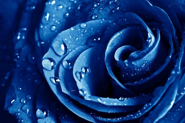 Синяя роза после дождя