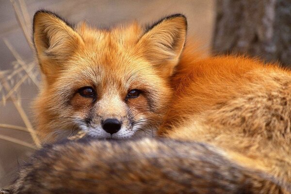 Renard roux regarde au loin