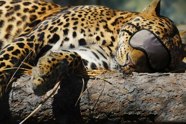 Leopardo durmiendo con una venda en los ojos