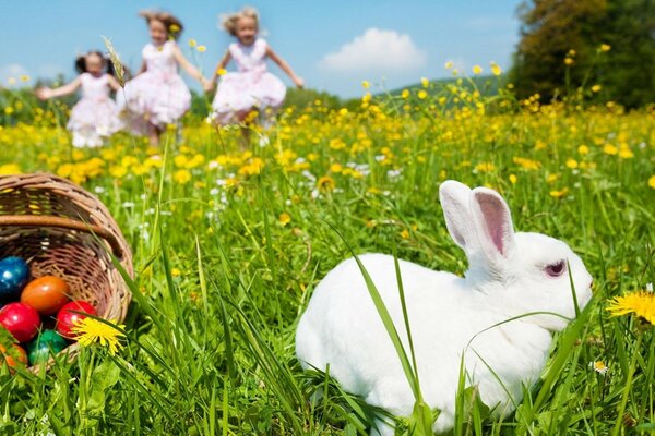 White rabbit chews grass in nature