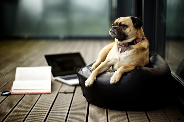 Pug sur pouf dans la chambre avec un livre et un ordinateur portable