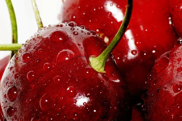 Red cherries with water droplets