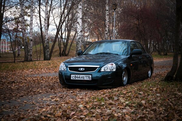 Lada Priora is quietly rolling past birches on a carpet of autumn foliage