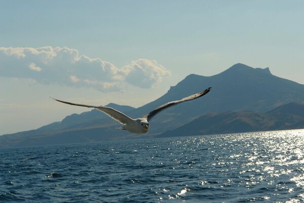 Beautiful flight of a seagull over the sea