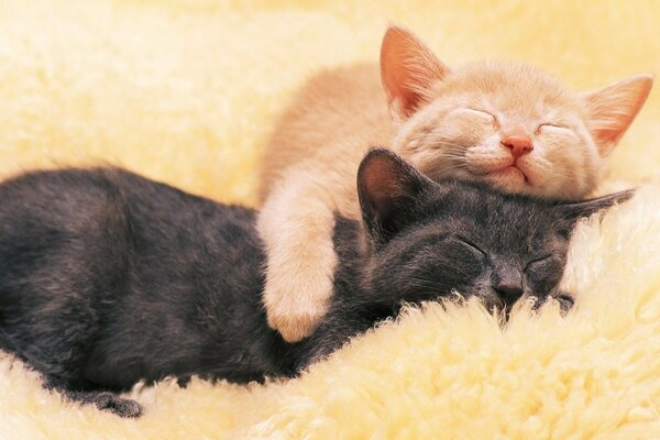 Two cats red and gray hug