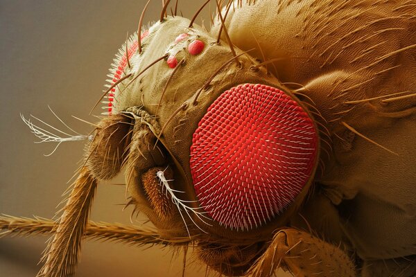Eyes antennae paws of a fly under a microscope