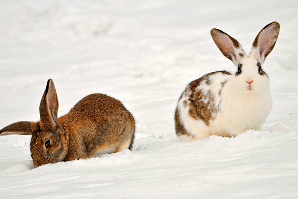Серый и пятнистый кролик сидят на снегу