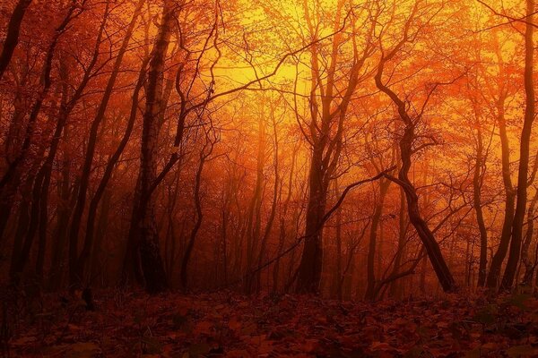 Roter Sonnenuntergang im alten Wald