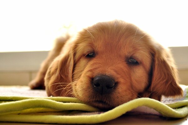 Cucciolo di Labrador rosso sdraiato sul tappeto