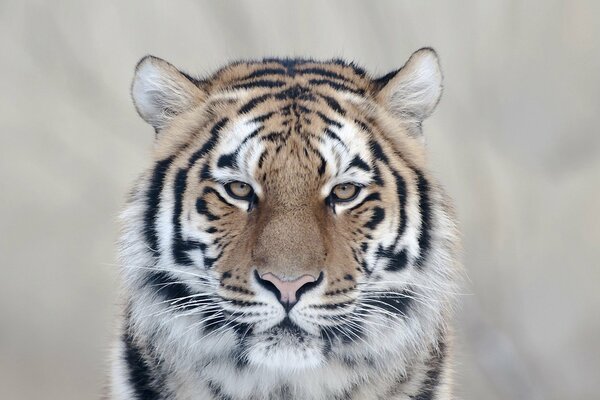 Mirada encantadora del depredador rayado