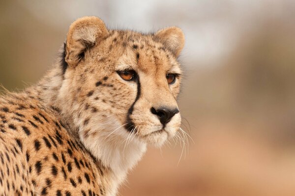 Guépard avec un regard très perçant