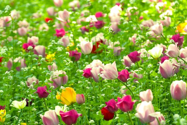 Colored tulips in a green field