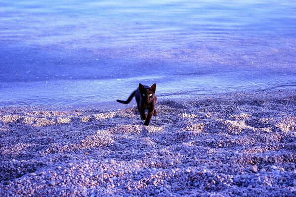 Gato negro en la playa azul