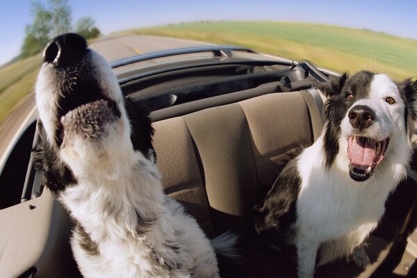 Two happy dogs in a car at speed