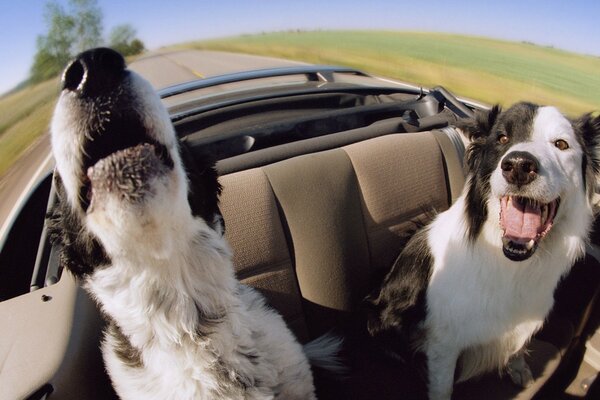 Due cani felici in macchina alla velocità