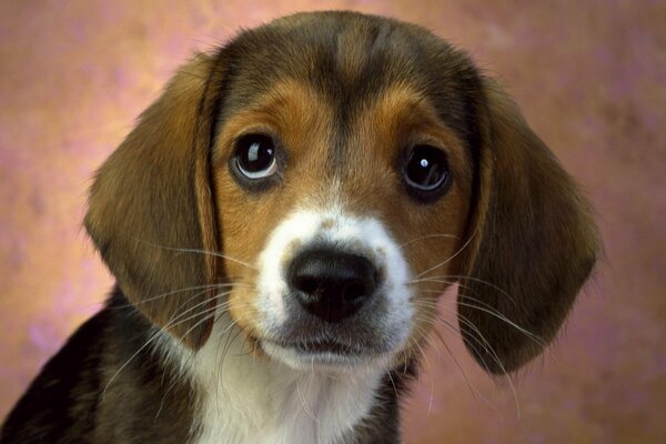 A devoted puppy with loyal eyes