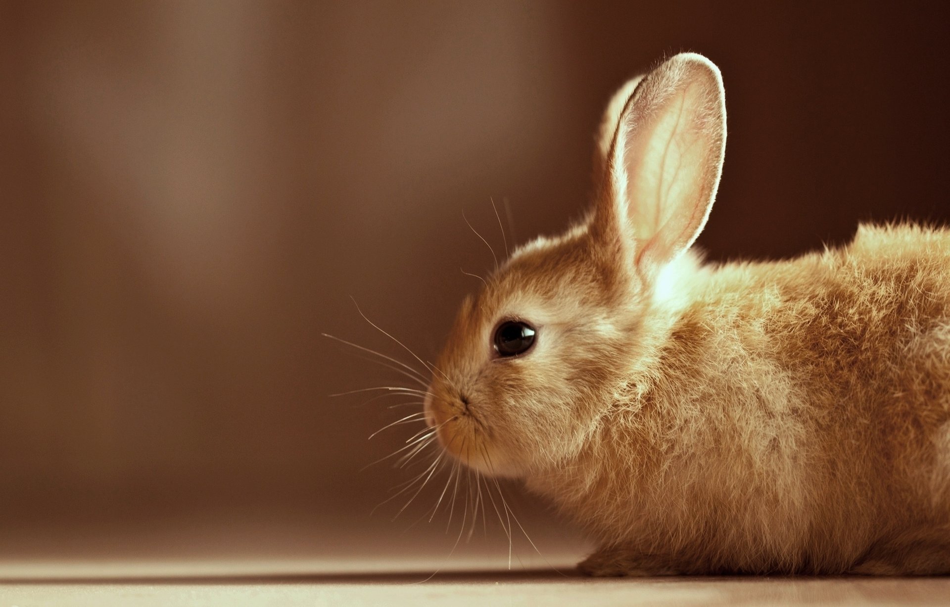 tiere augen häschen ohren kaninchen hase wolle schnurrbart profil blick augen kaninchen beige